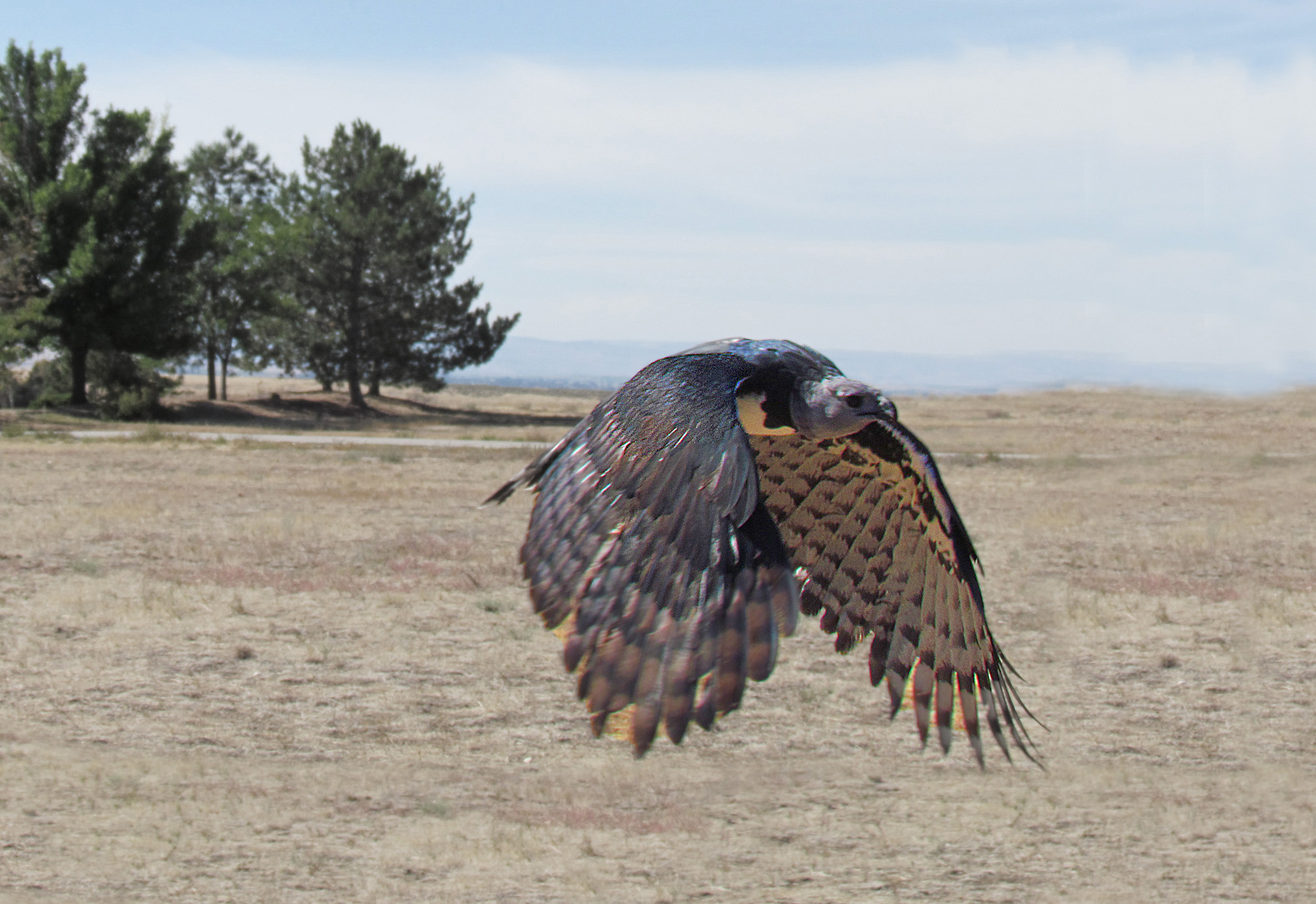 animal galleries pictures of