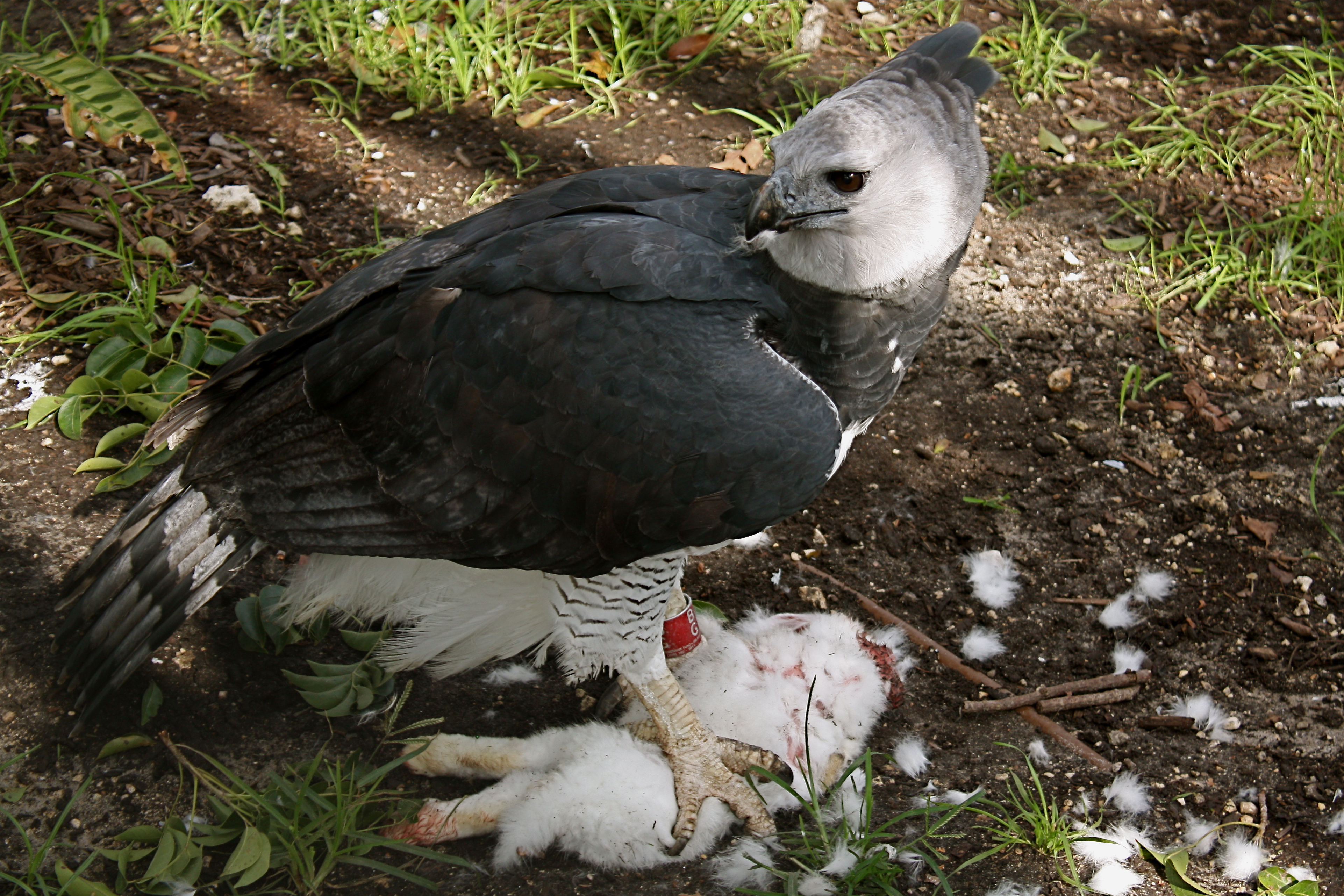 animal galleries pictures of
