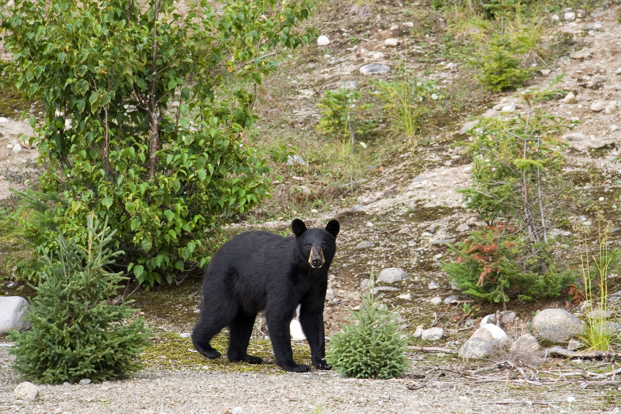 an analysis of the canadian black bear in the world Into the canadian wilderness vast, diverse and wild, planning a trip to the world’s second largest country can be bewildering, but whatever journey you take in this magical land, breathtaking experiences are guaranteed. an analysis of the canadian black bear in the world Into the canadian wilderness vast, diverse and wild, planning a trip to the world’s second largest country can be bewildering, but whatever journey you take in this magical land, breathtaking experiences are guaranteed.