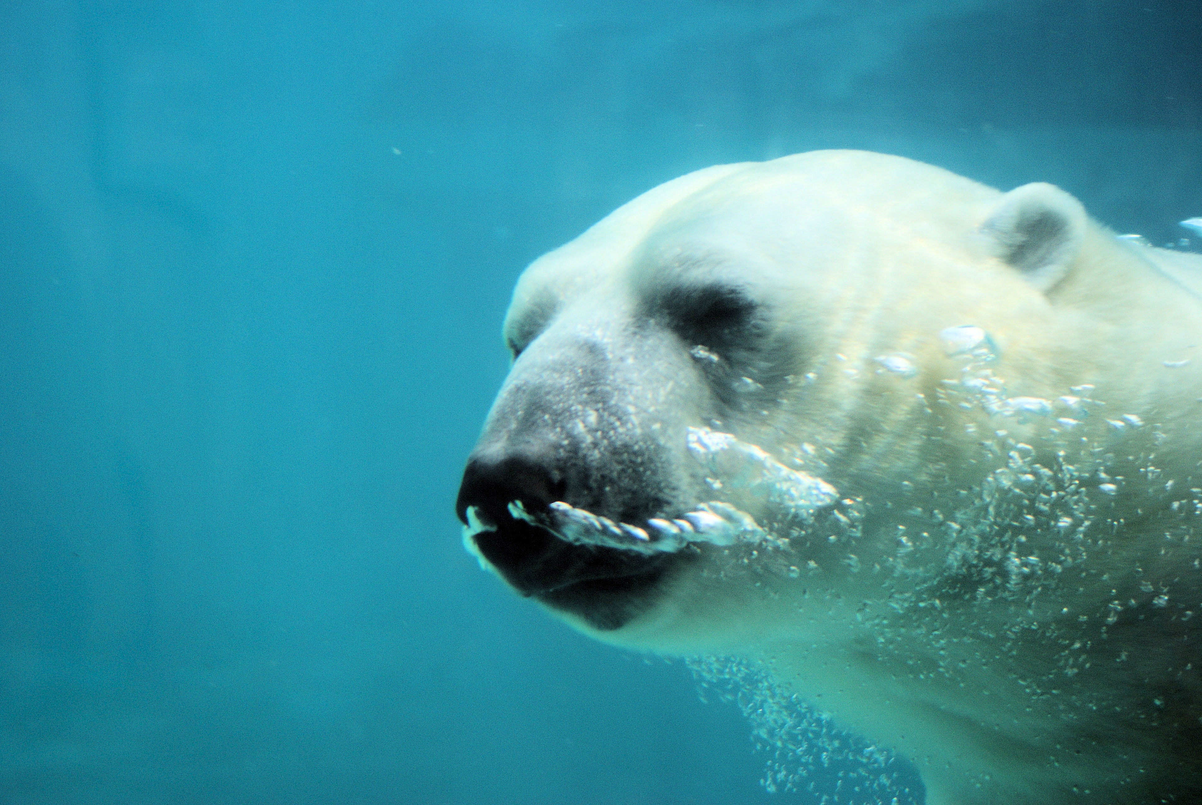 Animal Galleries, pictures of animals from around the world | Large Land Mammals | Bears | Polar Bear Photo Gallery | SONY DSC Animal Galleries, pictures of animals from around the world | Large Land Mammals | Bears | Polar Bear Photo Gallery | SONY DSC