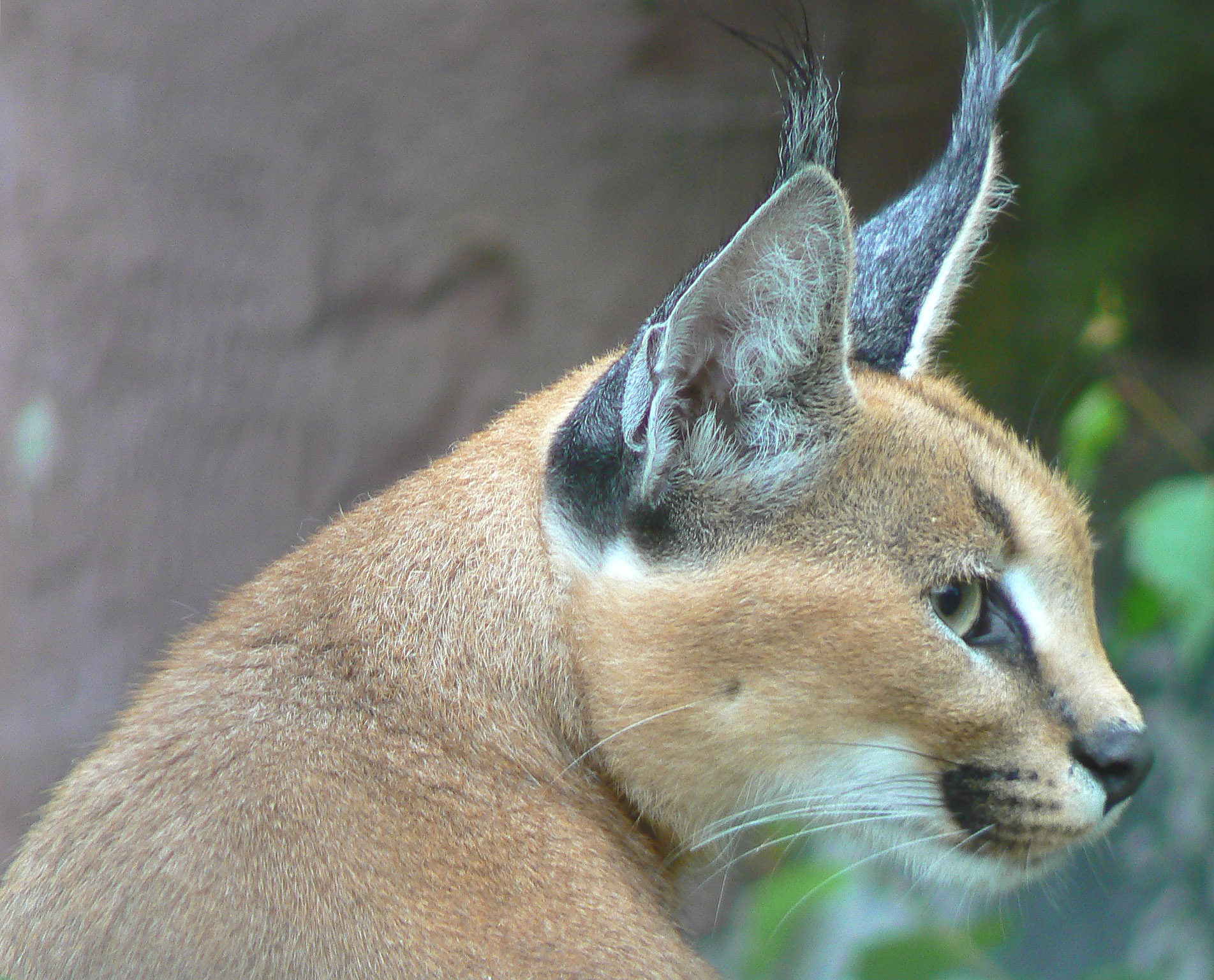 Animal Galleries, pictures of animals from around the ...