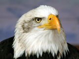 American Bald Eagle aguila picture Bald_eagle_head_frontal