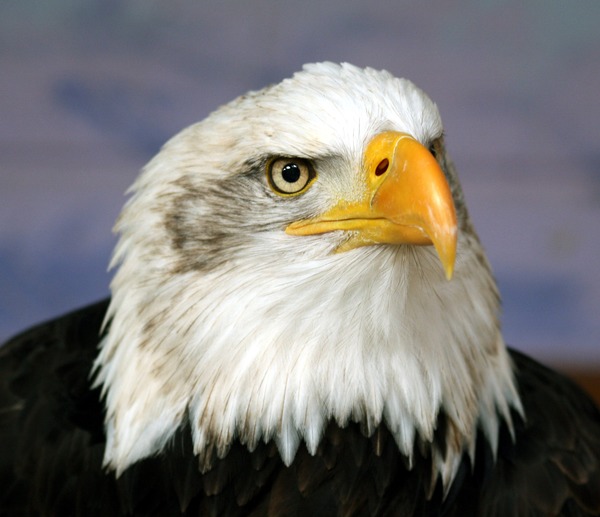American Bald Eagle aguila picture Bald_eagle_head_frontal