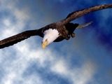 American Bald Eagle picture aguila Bald-eagle-43