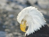 American Bald aguila Eagle picture Bald_Eagle_Alaska_(9)