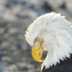 American Bald aguila Eagle picture Bald_Eagle_Alaska_(9)