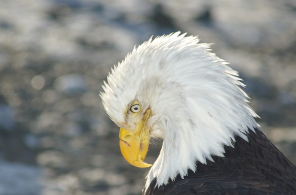 American Bald aguila Eagle picture Bald_Eagle_Alaska_(9)