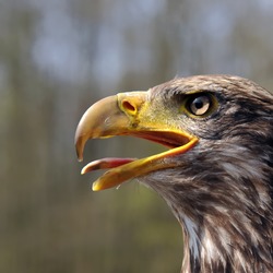 American Bald aguila Eagle picture Juvenile_Bald_Eagle_(head)