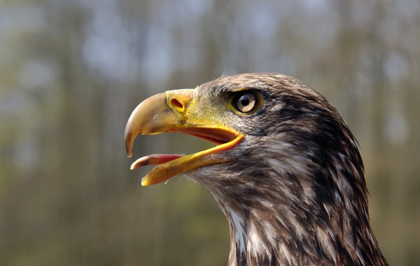American Bald aguila Eagle picture Juvenile_Bald_Eagle_(head)