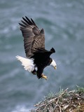 American Bald aguila picture Eagle Haliaeetus_leucocephalus2