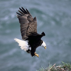 American Bald aguila picture Eagle Haliaeetus_leucocephalus2