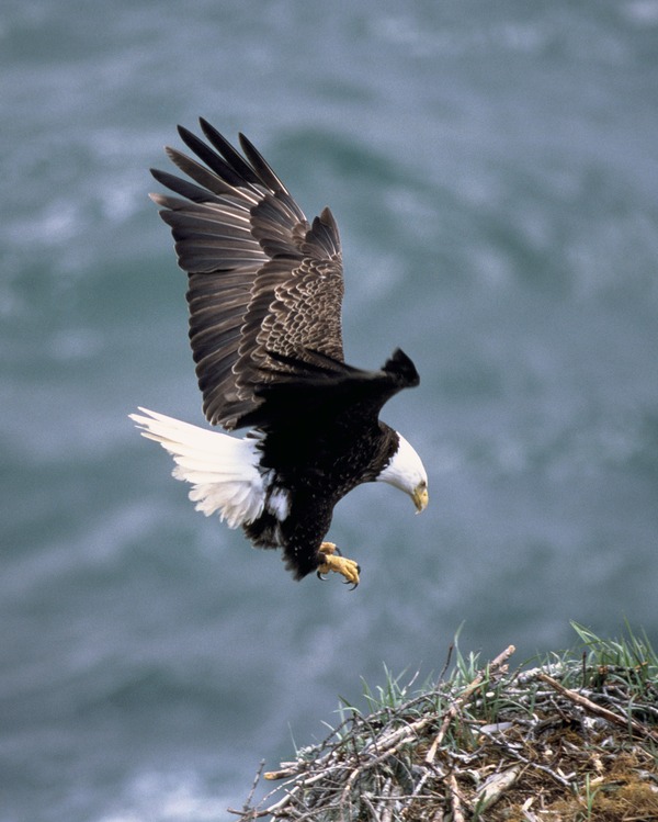 American Bald aguila picture Eagle Haliaeetus_leucocephalus2