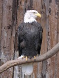 American Bald aguila picture Eagle Weisskopfseeadler_ast