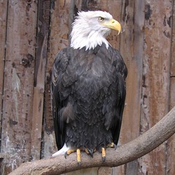 American Bald aguila picture Eagle Weisskopfseeadler_ast