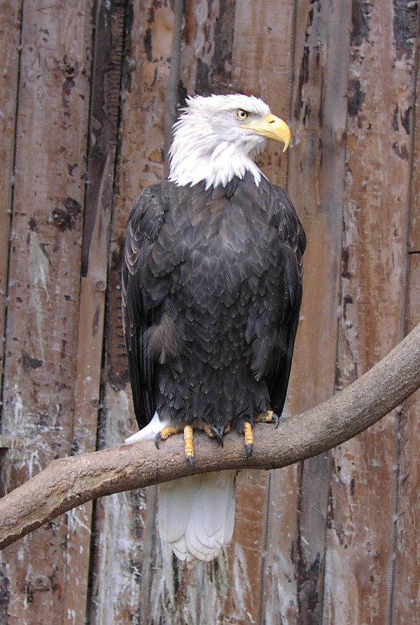 American Bald aguila picture Eagle Weisskopfseeadler_ast