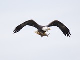 American Bald picture aguila Eagle Bald-eagle-145