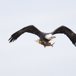 American Bald picture aguila Eagle Bald-eagle-145