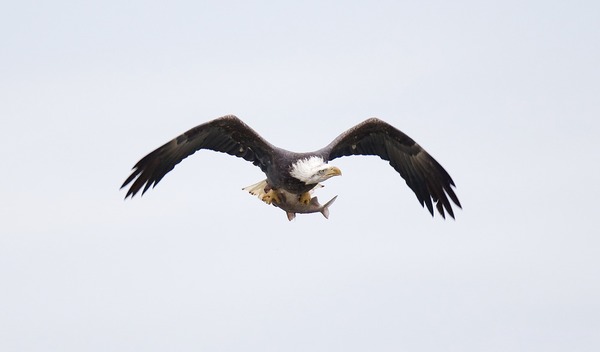 American Bald picture aguila Eagle Bald-eagle-145