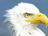 American Bald picture aguila Eagle Eagle picture American Bald aguila Baldeagle-06jul16