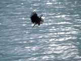 American Eagle Bald picture aguila Bald_eagle_eating