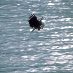 American Eagle Bald picture aguila Bald_eagle_eating