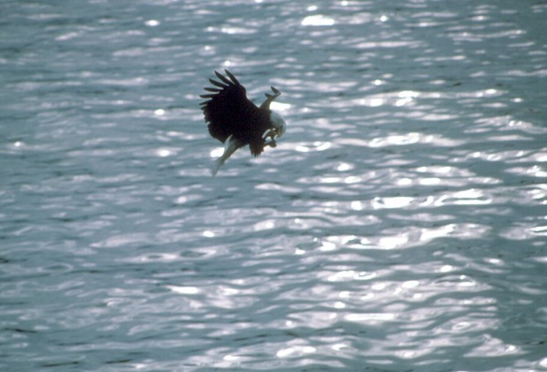 American Eagle Bald picture aguila Bald_eagle_eating