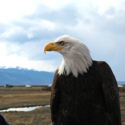 American Eagle Bald picture aguila picture American Bald aguila Eagle A_Bald_Eagle