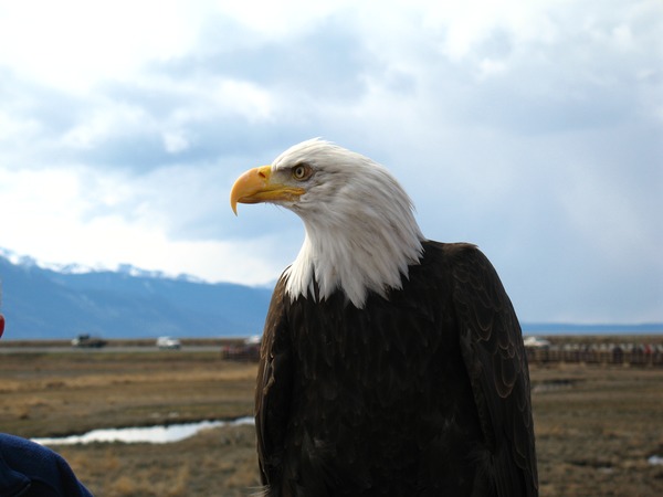 American Eagle Bald picture aguila picture American Bald aguila Eagle A_Bald_Eagle