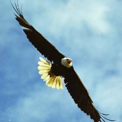 American Eagle aguila Bald picture Baldeagle-05jul2