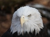 American Eagle aguila picture Bald BaldEagle2010