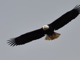 American Eagle picture aguila Bald Haliaeetus_leucocephalus_-Alaska,_USA_-flying-8