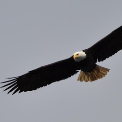 American Eagle picture aguila Bald Haliaeetus_leucocephalus_-Alaska,_USA_-flying-8