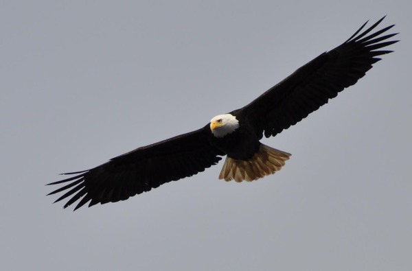 American Eagle picture aguila Bald Haliaeetus_leucocephalus_-Alaska,_USA_-flying-8