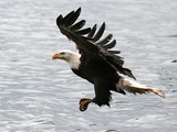 American aguila Bald Eagle picture Bald_eagle_-a