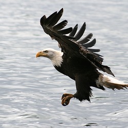 American aguila Bald Eagle picture Bald_eagle_-a