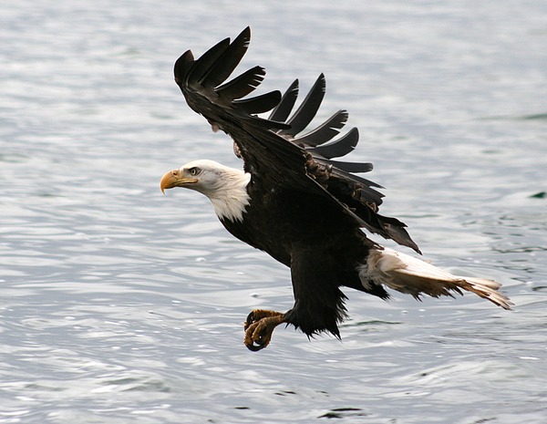 American aguila Bald Eagle picture Bald_eagle_-a