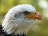 American aguila Bald picture Eagle Haliaeetus_leucocephalus_LC0195_edit