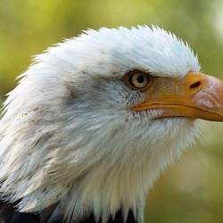 American aguila Bald picture Eagle Haliaeetus_leucocephalus_LC0195_edit