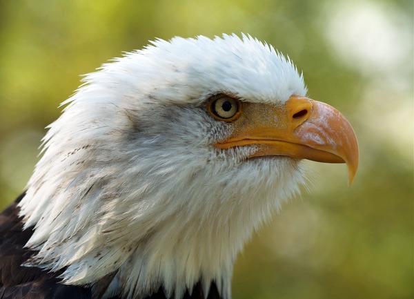 American aguila Bald picture Eagle Haliaeetus_leucocephalus_LC0195_edit