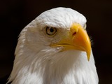 American aguila picture Eagle Bald Bald_Eagle_Head_(6019417016)