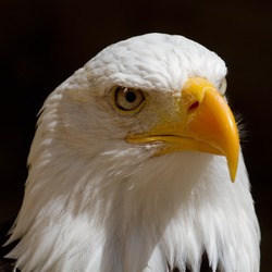 American aguila picture Eagle Bald Bald_Eagle_Head_(6019417016)