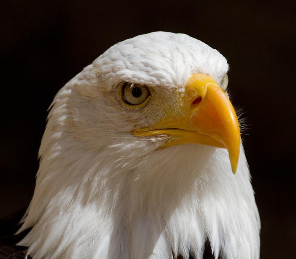 American aguila picture Eagle Bald Bald_Eagle_Head_(6019417016)