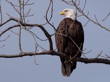 Eagles