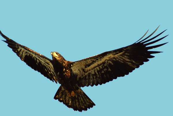 American picture Bald Eagle aguila Fledging_Bald_Eagle