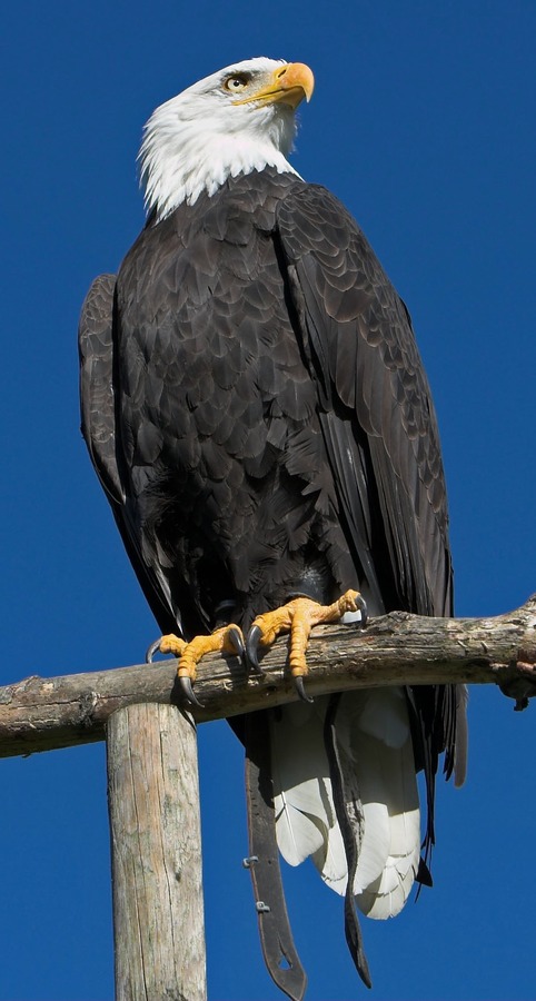 American picture Bald Eagle aguila Haliaeetus_leucocephalus_(softeis)