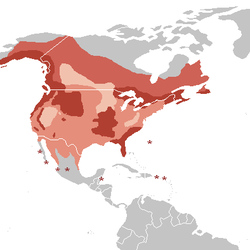 American picture Eagle aguila Bald Distribution_H._leucocephalus