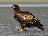 American picture aguila Bald Eagle Juvenile_Bald_Eagle_Sand