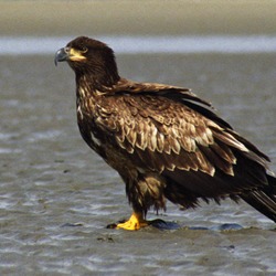 American picture aguila Bald Eagle Juvenile_Bald_Eagle_Sand