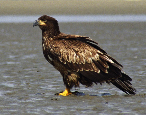 American picture aguila Bald Eagle Juvenile_Bald_Eagle_Sand