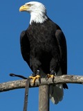 American picture aguila Eagle Bald Haliaeetus_leucocephalus4_(softeis)